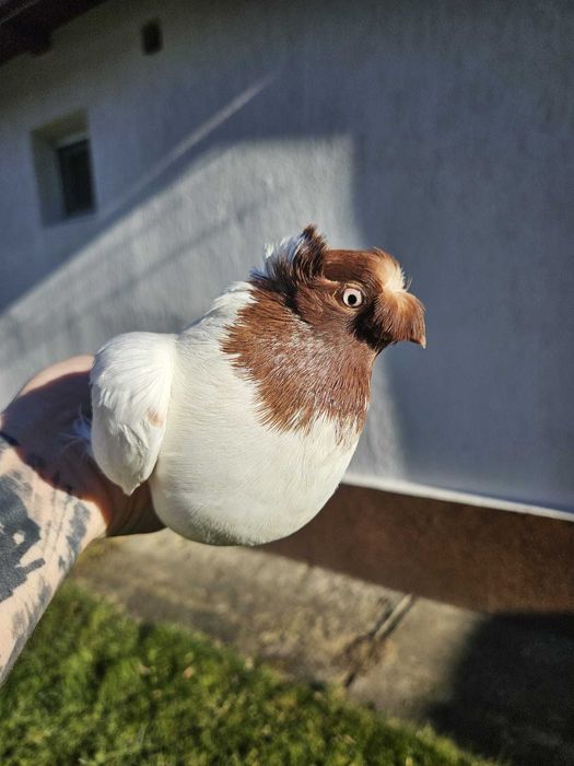 Pui Porumbei Jucatori de Botosani diverse culori