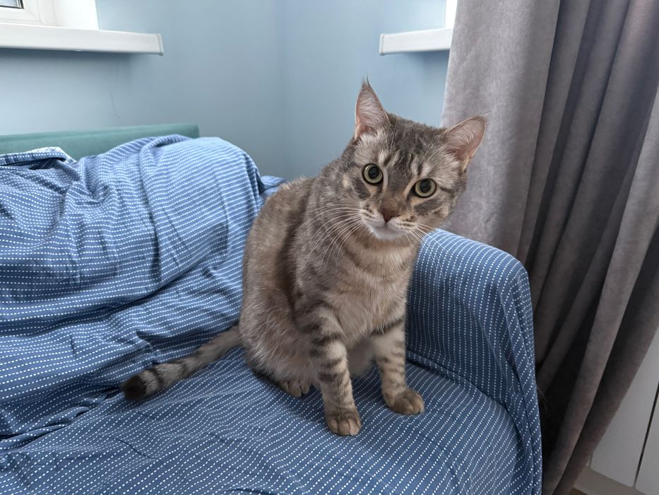 Отдам милого кота