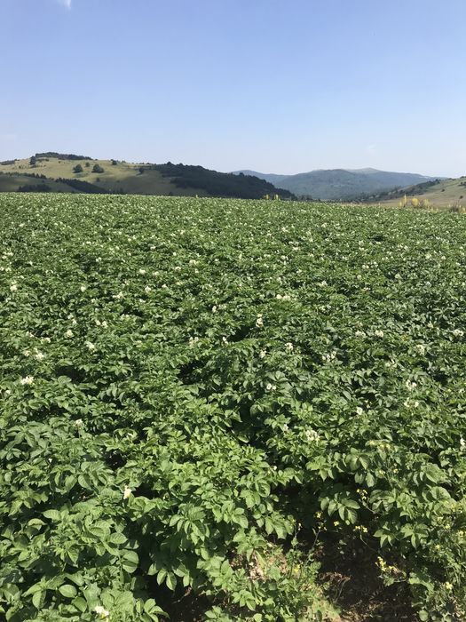 Картофи Сорая и Агрия