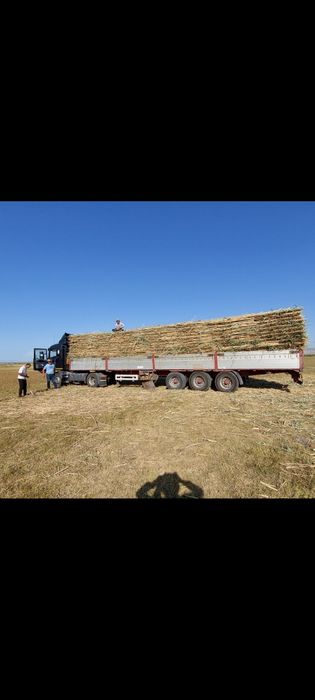 Камыс Камиш Мата