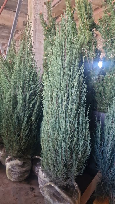 Ель сосна газон тополь