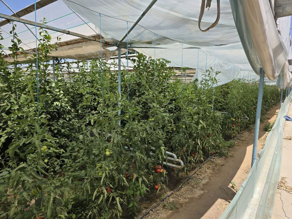 Parnik sotiladi 25 sotix