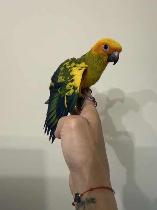 Ръчно хранена Слънчева Аратинга