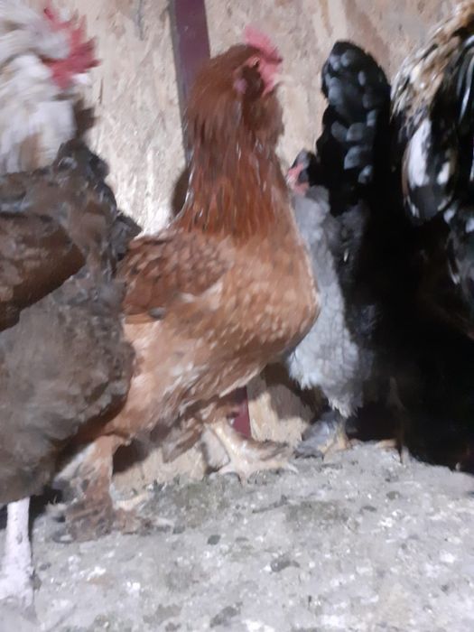 Gaini motate, incaltate