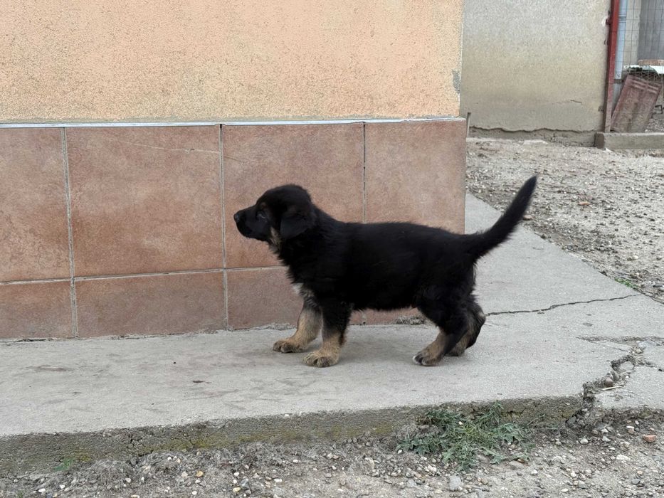 Mascul Ciobanesc german