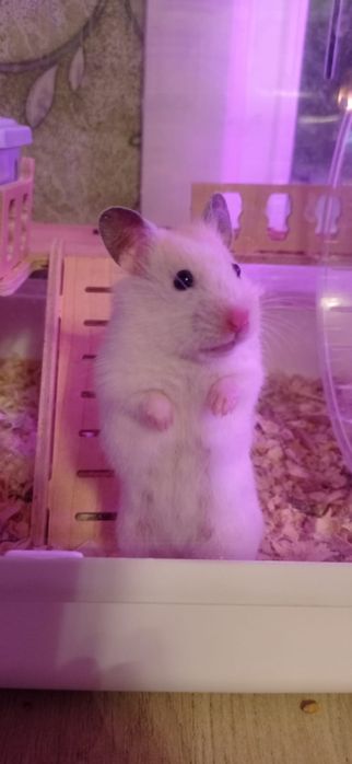 Отдам даром хомячков