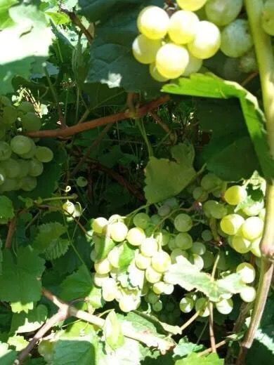 Виноград  садовый