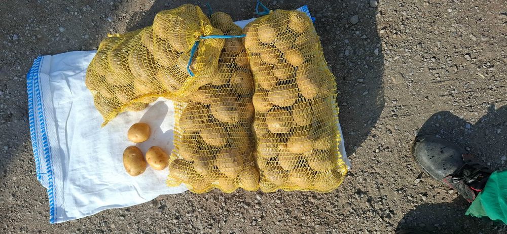 Картофи за консумация