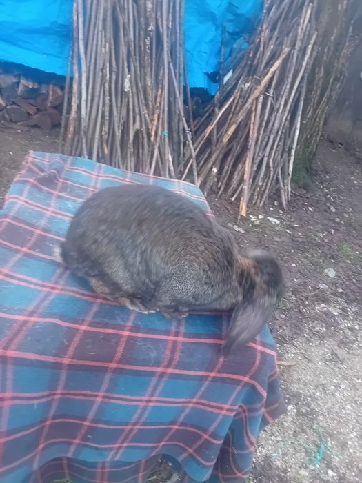 Iepuri de vanzare!