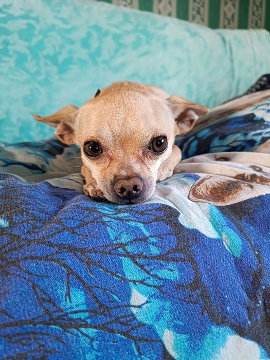 Вязка, тойчик ищет девочку