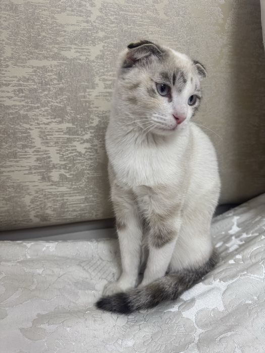 Scottish Fold mushugi — Molli (to’liq jihozlari bilan)