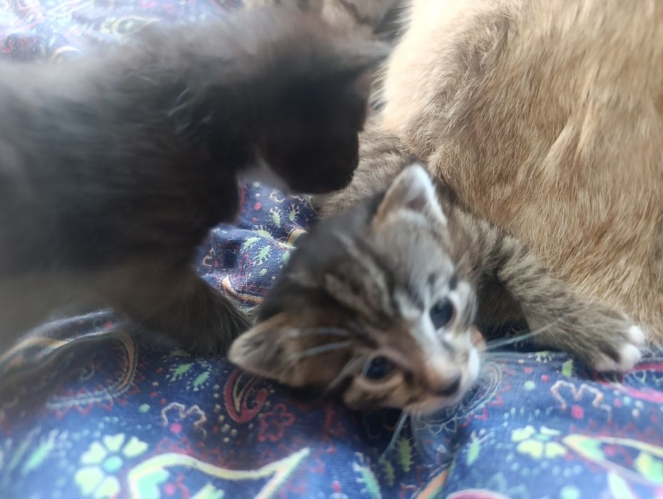 Отдам котят даром