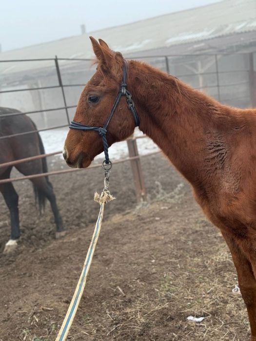 Тазаканды жабагы сатылады