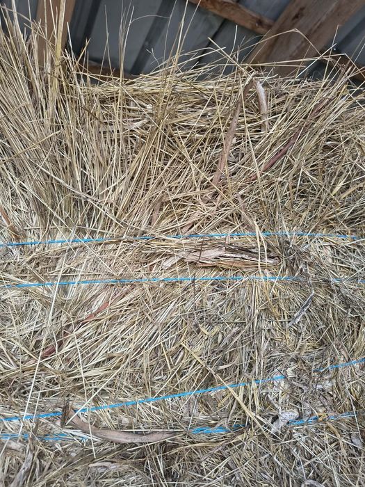 Vând baloti de fan 125/125