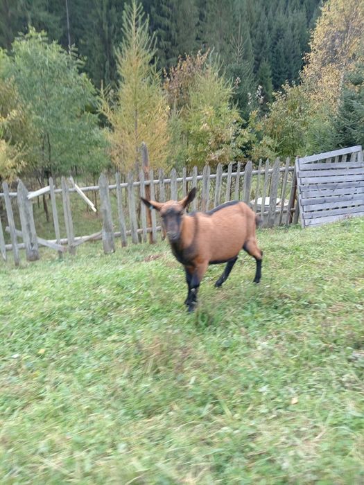 Țap 1 an  linie Austria