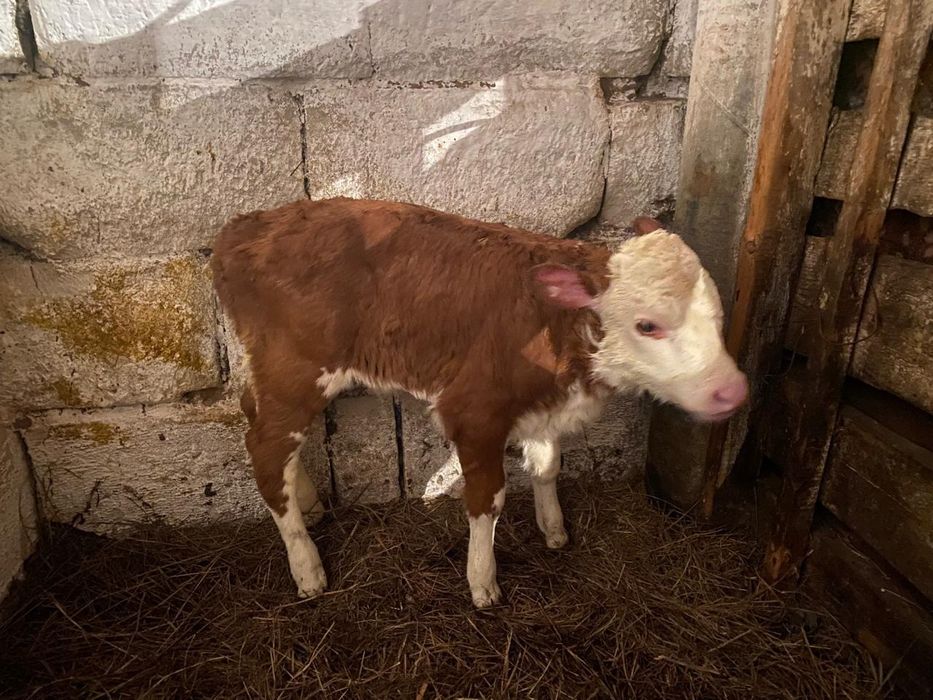 Продам телёнка (тёлочка) недельный