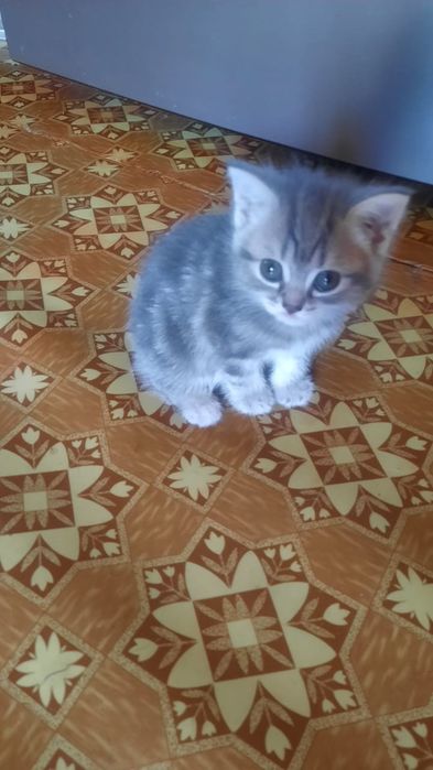 Продам шотландских котят
