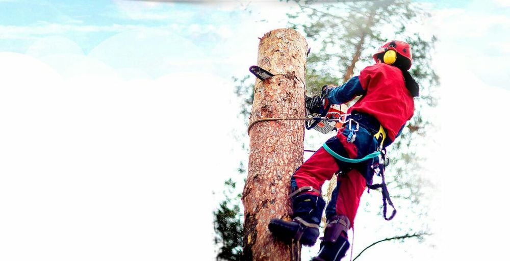 Daraxt kesish дарахт кесиш бензапела услугя