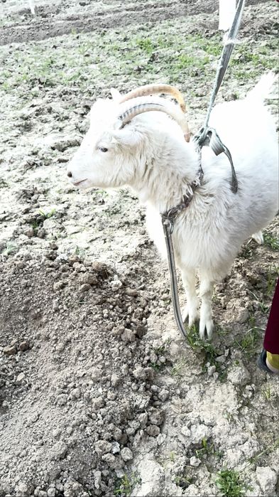 Сотилади Зотдор эчки
