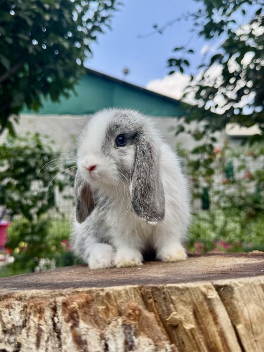 QUYON KARLIK . Кролик Карликовый