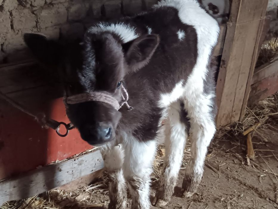 Бузаулы сиыр сатылады