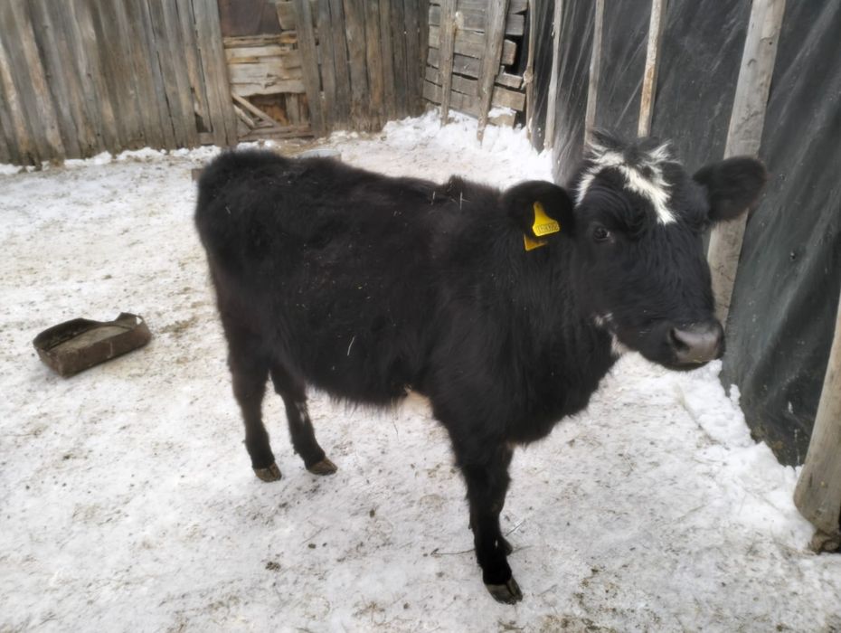 Молочный телка,,