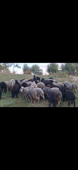Mieluțe Karakul de Botoșani