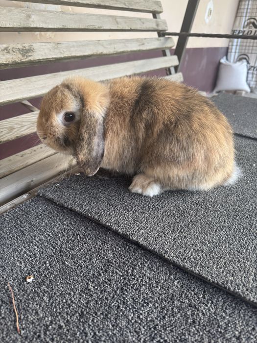 Karlik quyon sotiladi samka