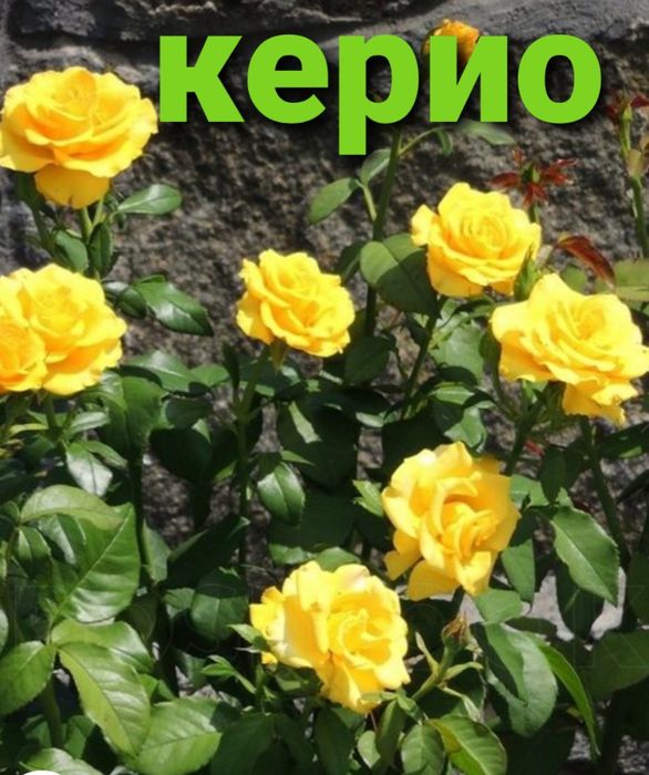 Розы укоренённые