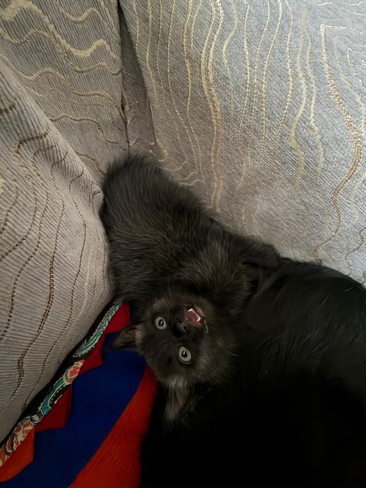 Отдадим котенка  в добрые руки