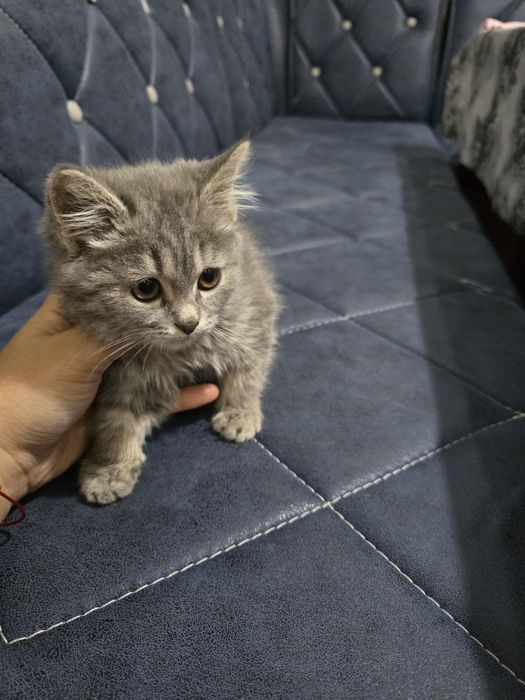 Zotdor mushuk sotiladi.