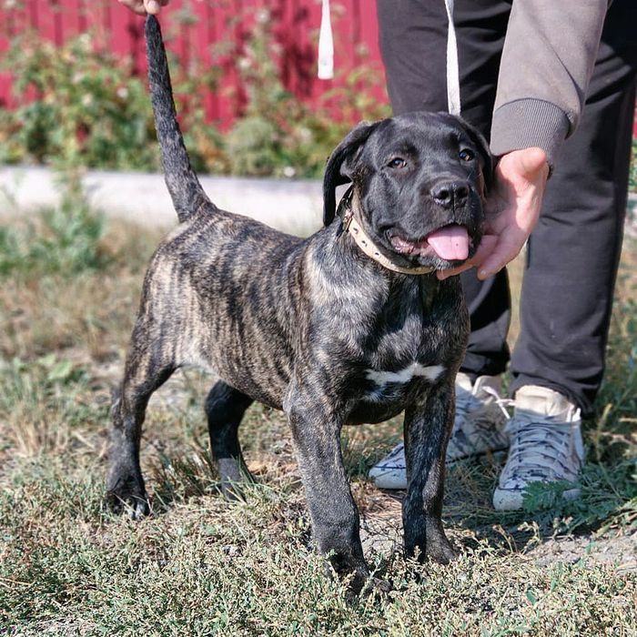 Продаются отличные щенки кане-корсо