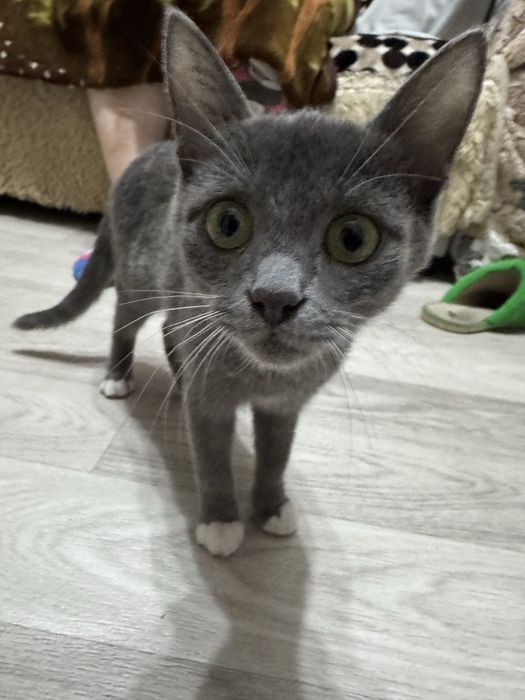 Отлами в добрые руки