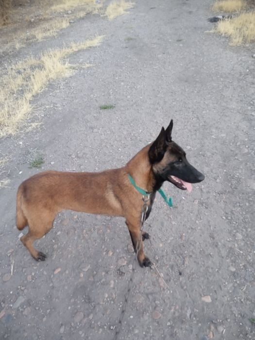 Malinova sotiladi narxni kelwamz