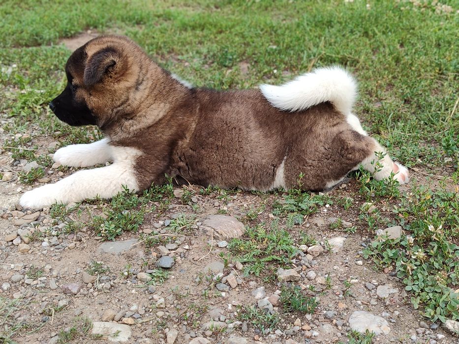 Femelă akita american cu pedigree