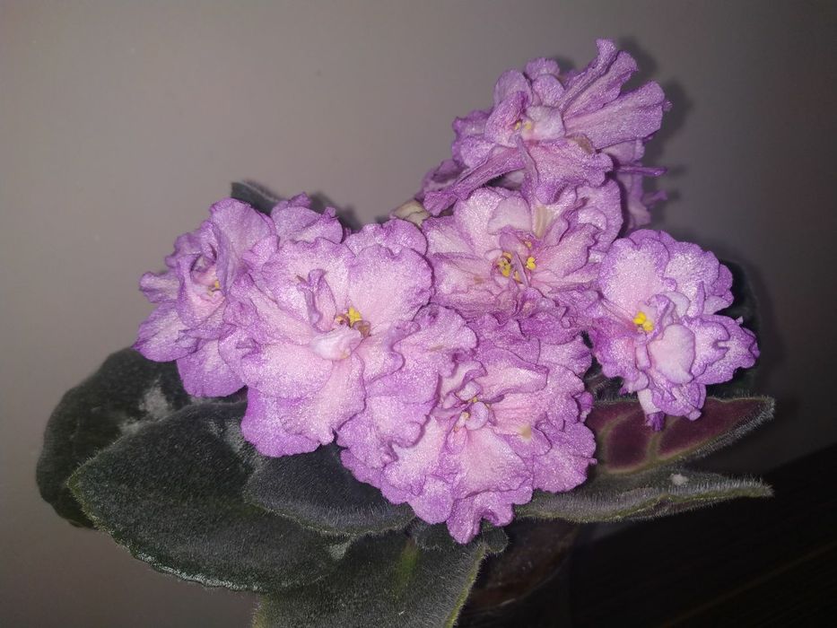 Фиалки разных сортов от 20000 до 25000