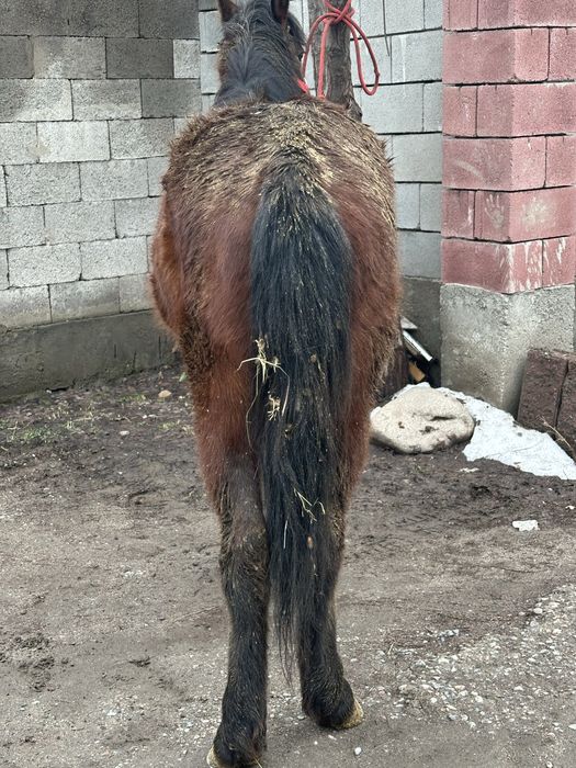 Кунан құнан жжеребчик лошадь донен дөнен