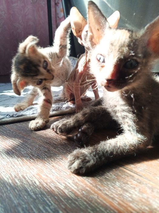 Котенок сфинкс брашик