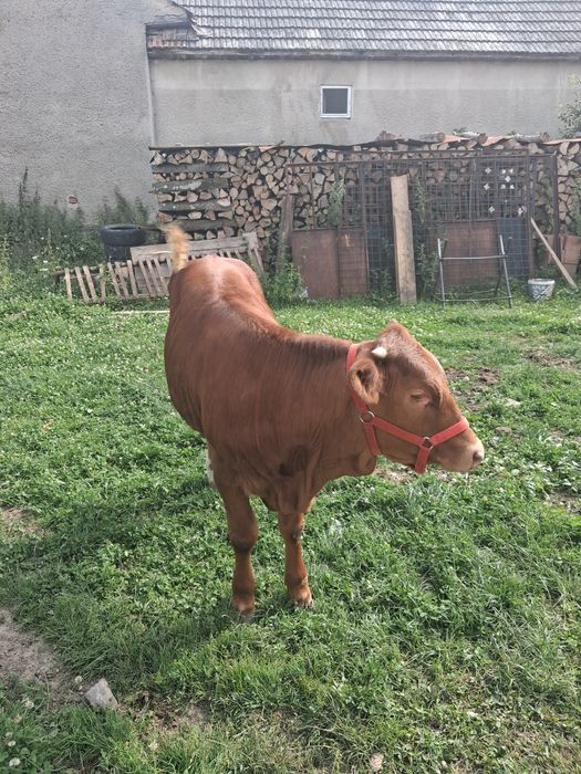 Vând vițea,11 luni!