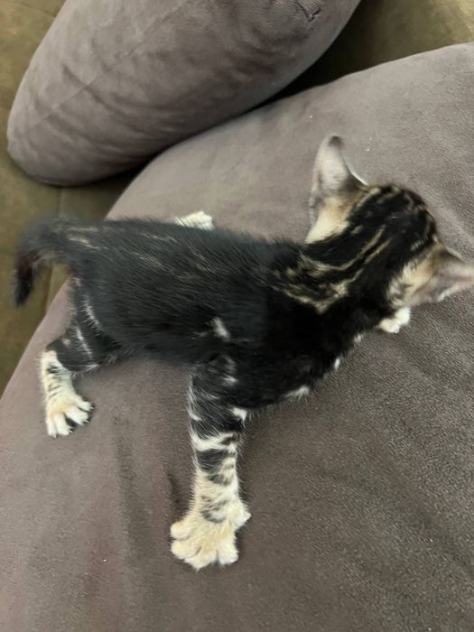 Бенгальский котята