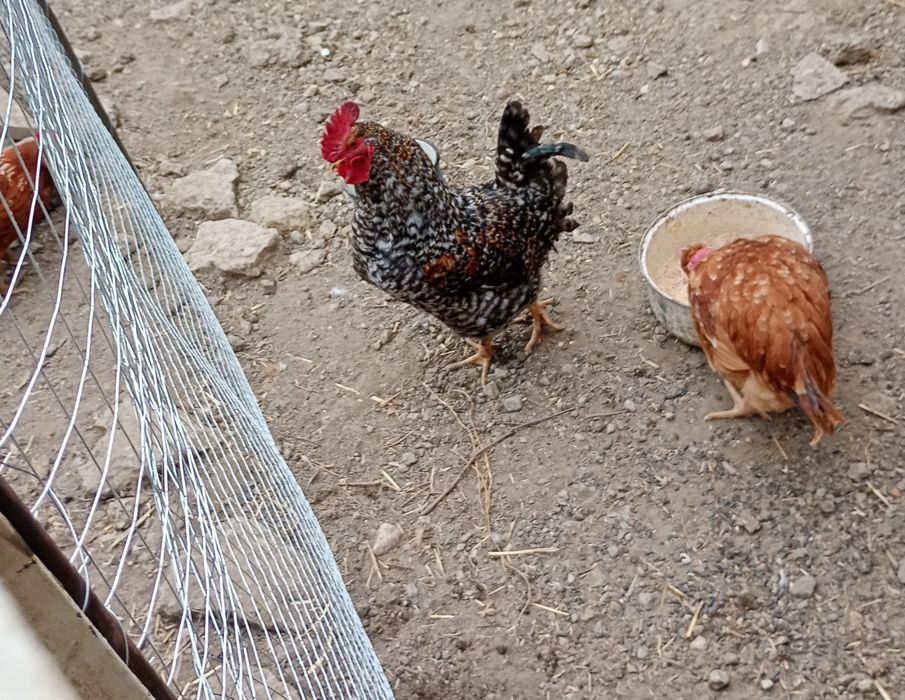 Cocos pitic porumbac