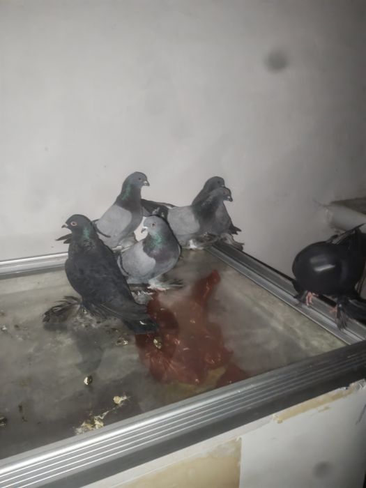 Продам игровых рантовых голубей