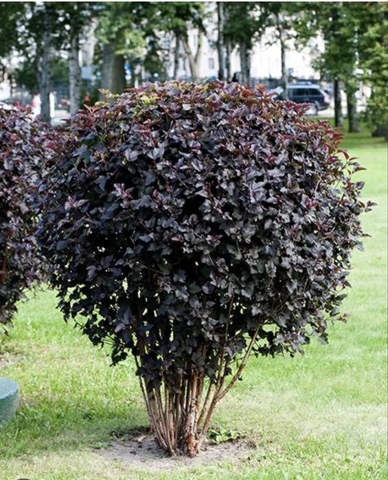 Пузыриплодник диабло калинолистный