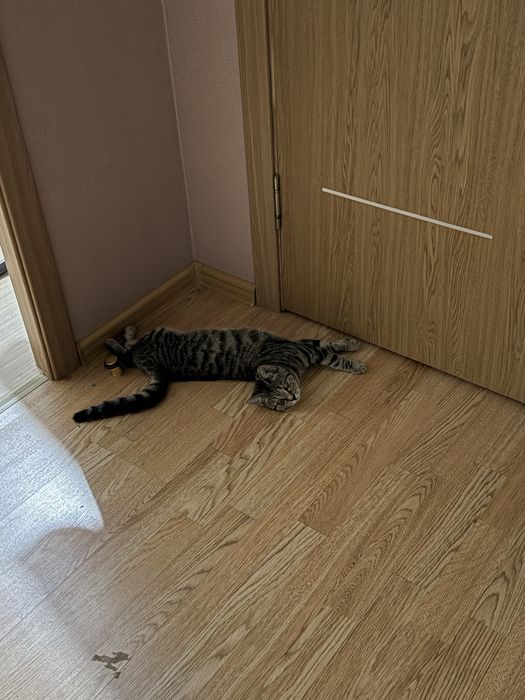 Котенок 3 месяца девочка