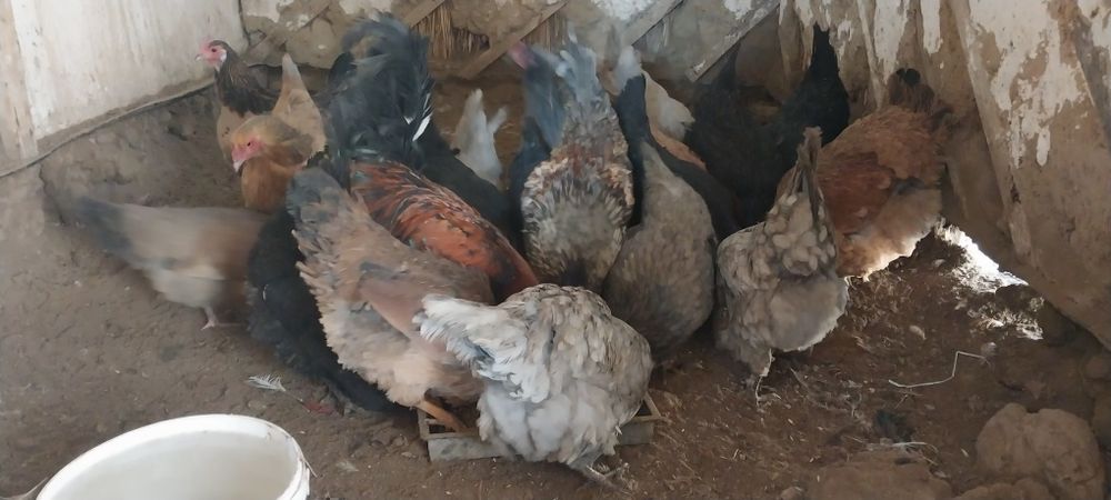 Тауықтар сатылады