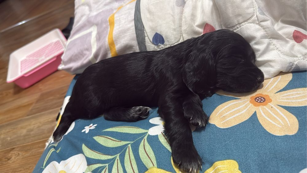 Продам русский охотничий спаниель