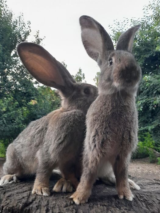 Vând iepuri uriaș german