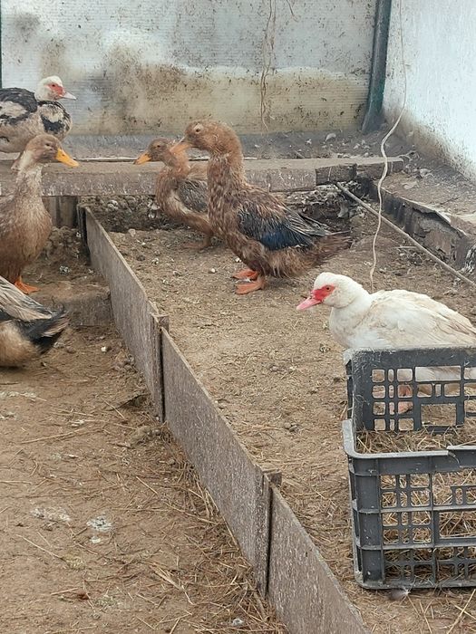 Утки башкирские ,,индоутки