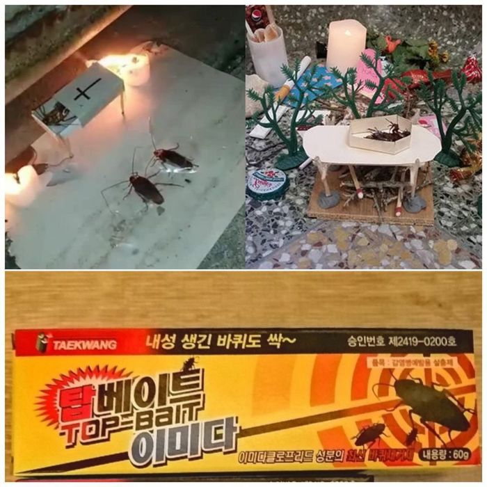 Tarakan uchun Advion cockroach va koreyskiy gel