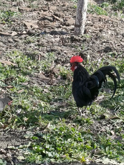 Японча зоти тозаси сотилади